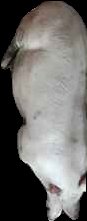 Crop