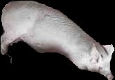 Crop