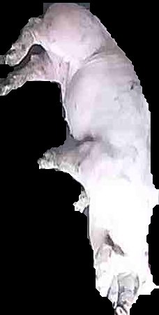 Crop