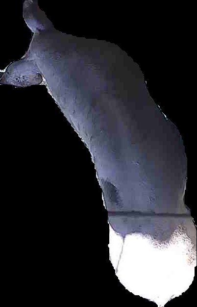 Crop