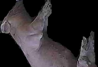 Crop