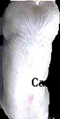 Crop