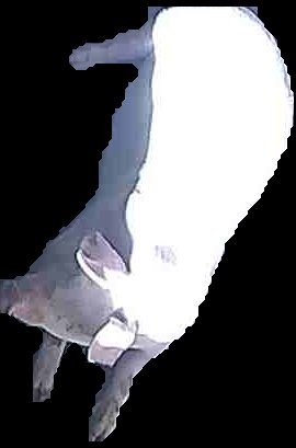 Crop