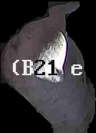Crop