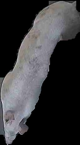 Crop