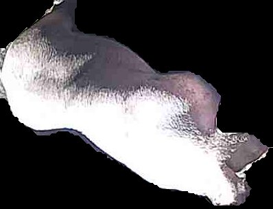 Crop
