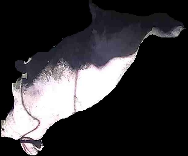 Crop