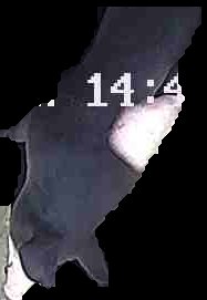 Crop