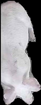 Crop