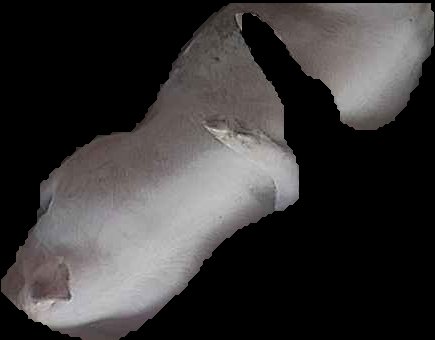 Crop