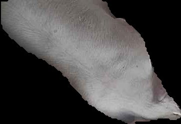 Crop