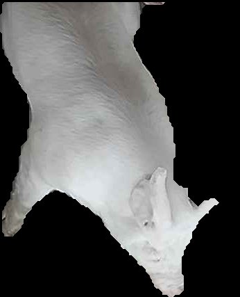 Crop