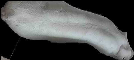 Crop