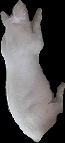Crop