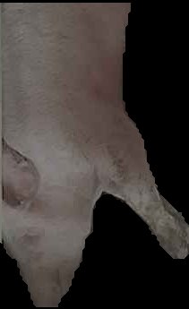 Crop