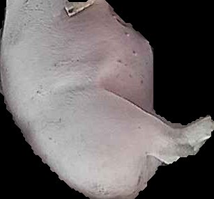Crop