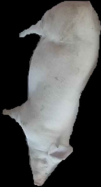 Crop
