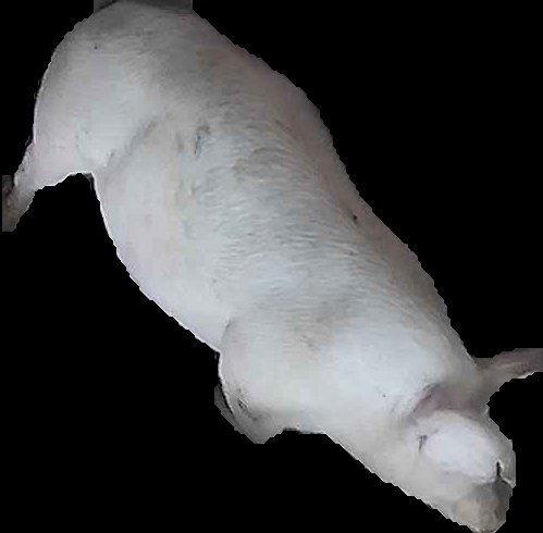 Crop