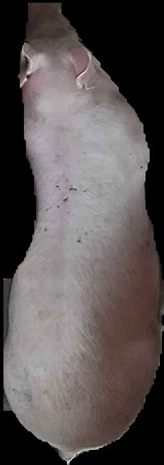 Crop