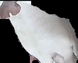 Crop
