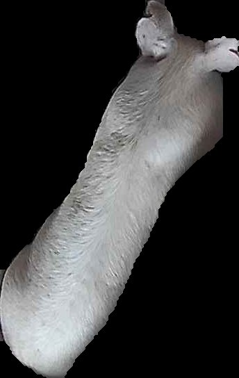 Crop