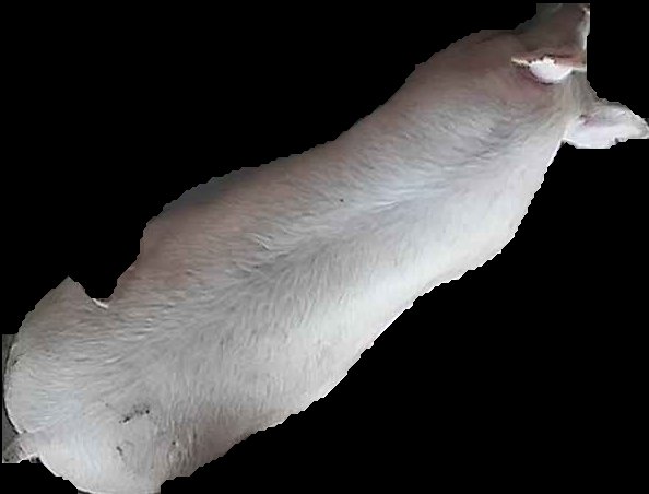 Crop
