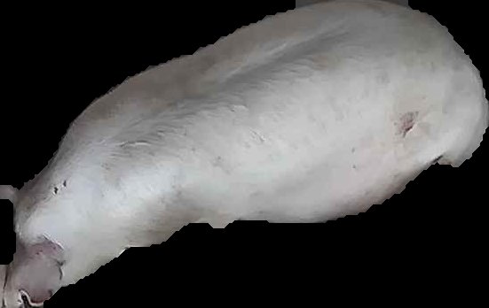 Crop
