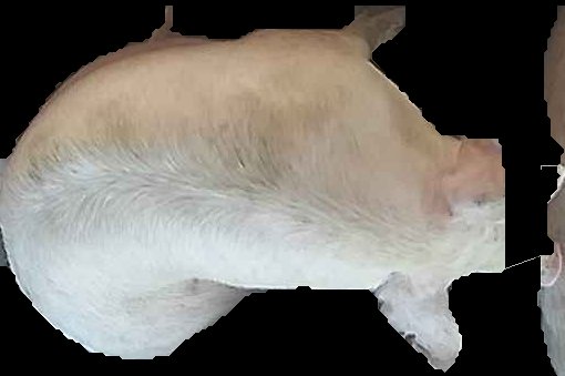 Crop