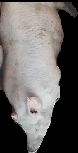 Crop