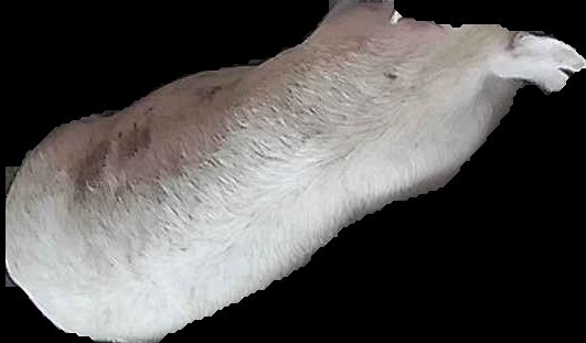 Crop
