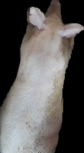 Crop