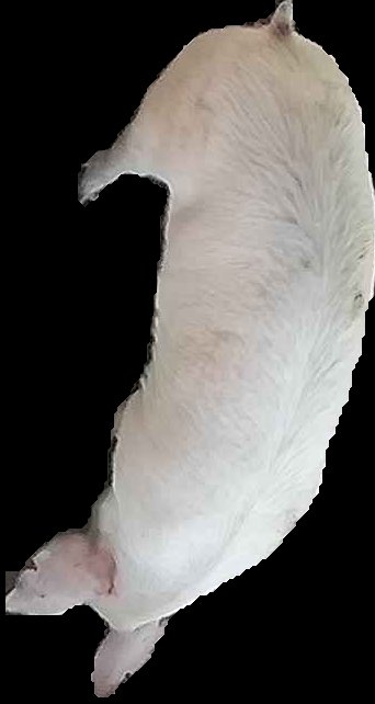 Crop