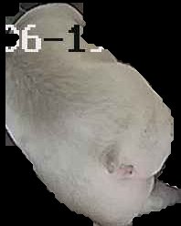 Crop