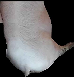 Crop