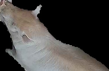 Crop