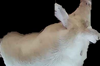 Crop