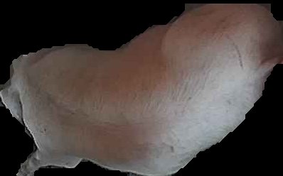 Crop
