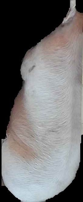 Crop
