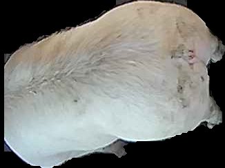 Crop