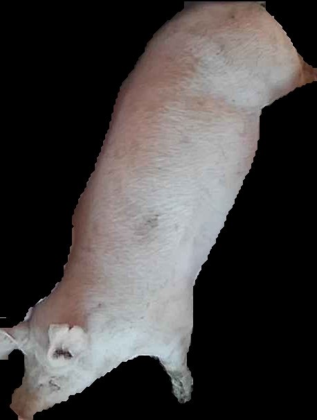 Crop