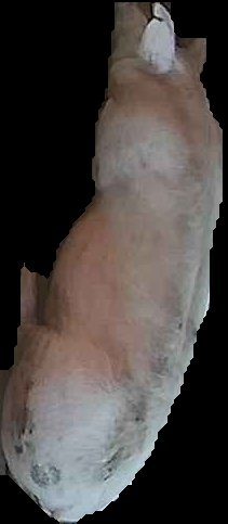 Crop