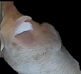 Crop