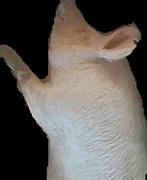 Crop