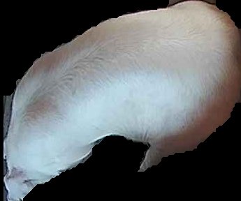 Crop