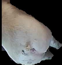 Crop