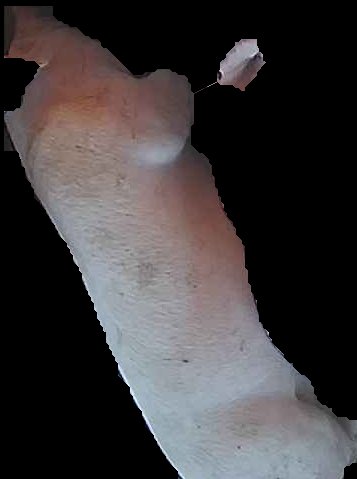 Crop