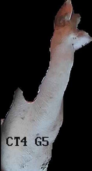 Crop