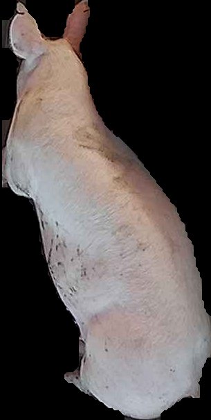 Crop
