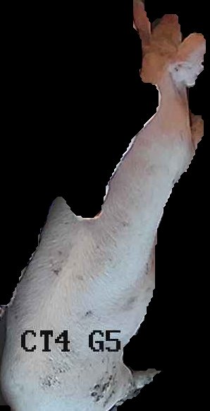 Crop