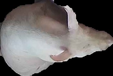 Crop